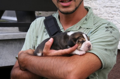 kashmir_el_arabi_400